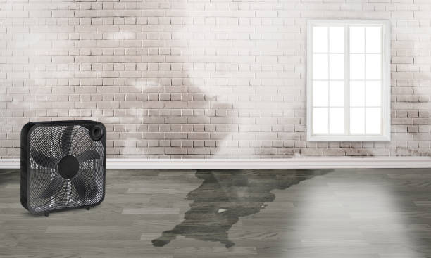 Best Basement water damage restoration  in Marsing, ID